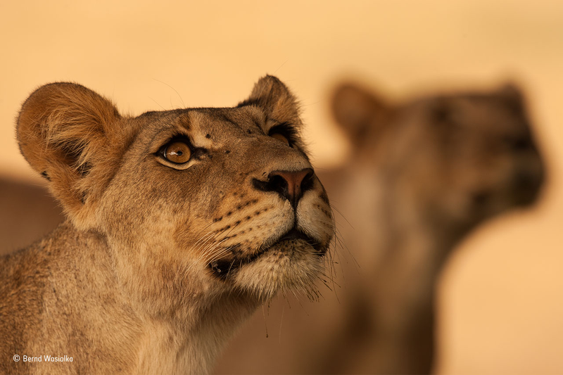 Illustration for article titled Wildlife Photo Contest Shows Nature Can Be Cruel—But Also Kind